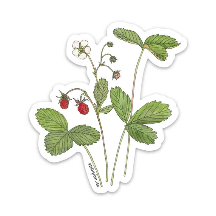 Illustration of a strawberry plant with leaves and berries on a white background