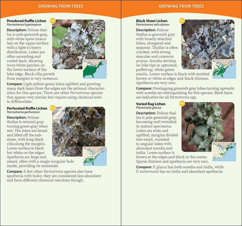 Common Lichens of the Eastern United States Quick Guide sample pages