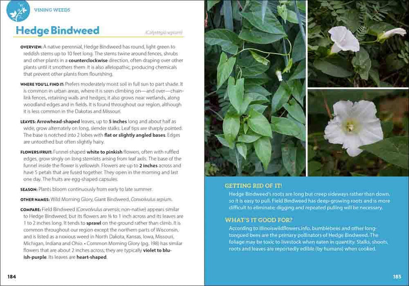 Common Backyard Weeds of the Midwest
sample pages