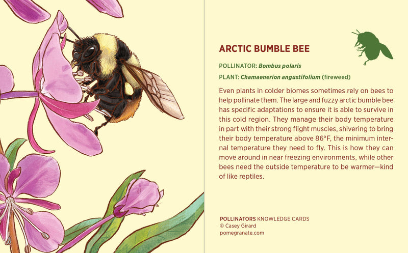 Pollinators Knowledge Cards