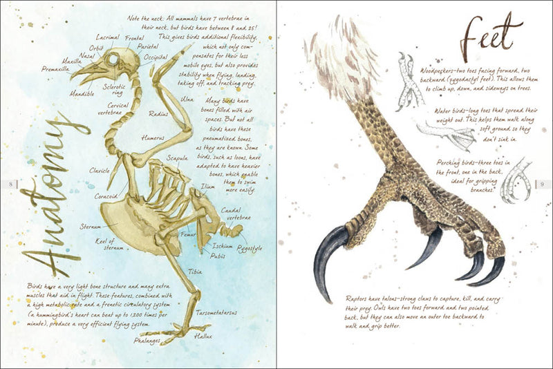 Drawn to Birds: A Naturalist's Sketchbook