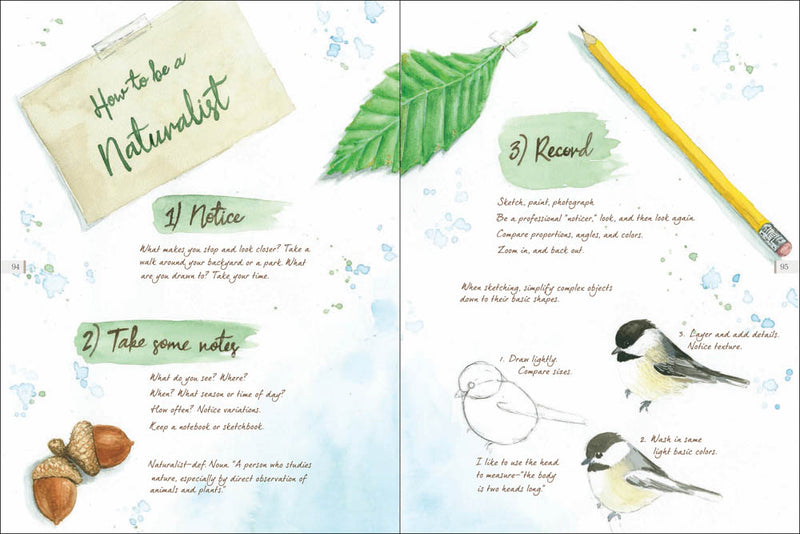 Drawn to Birds: A Naturalist's Sketchbook