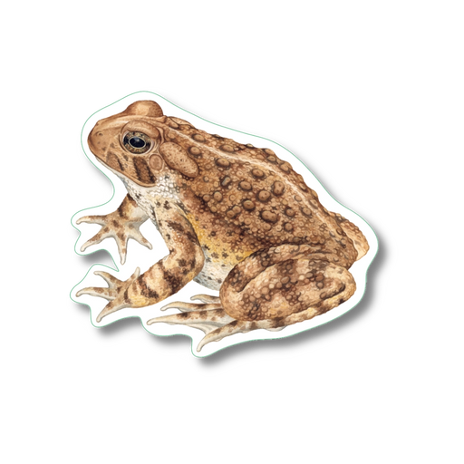 American Toad Nature Sticker