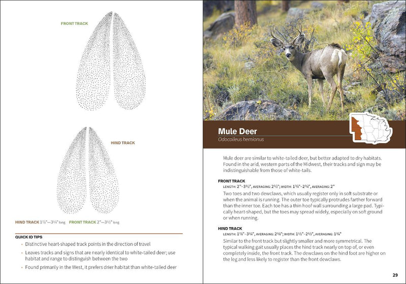 Animal Tracks of the Midwest sample pages