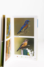 Attracting & Feeding Bluebirds
sample pages