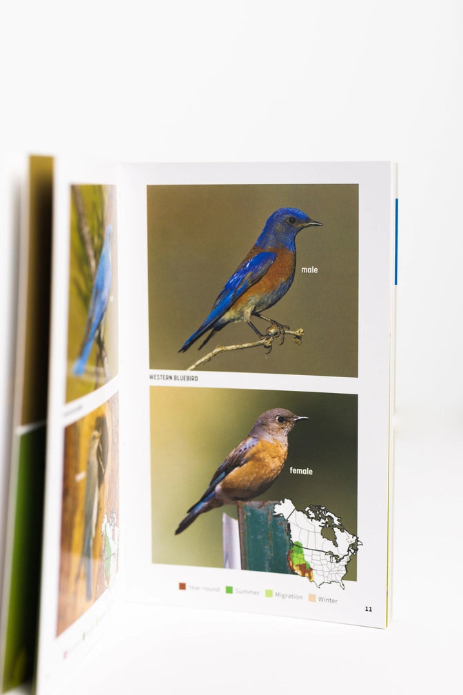 Attracting & Feeding Bluebirds
sample pages
