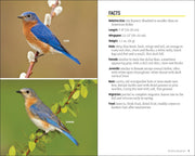 Attracting & Feeding Bluebirds
sample pages