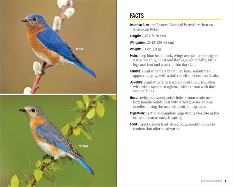 Attracting & Feeding Bluebirds
sample pages