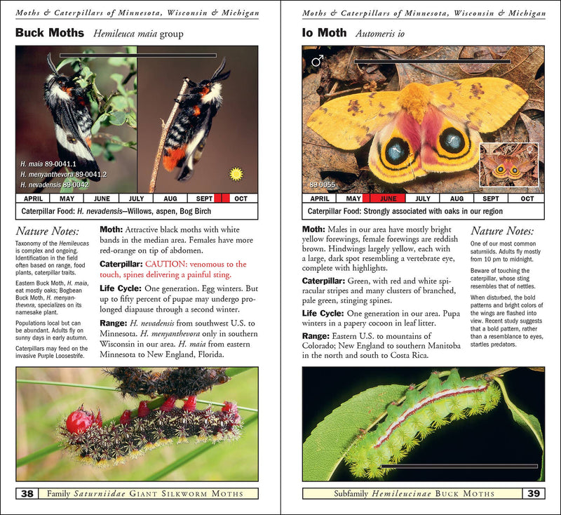 Moths & Caterpillars of Minnesota, Wisconsin & Michigan
sample pages