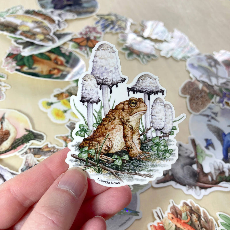 Sticker - American Toad with Shaggy Mane fungi and Clover