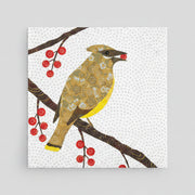 cedar waxwing perched on branch eating a berry. white background. 