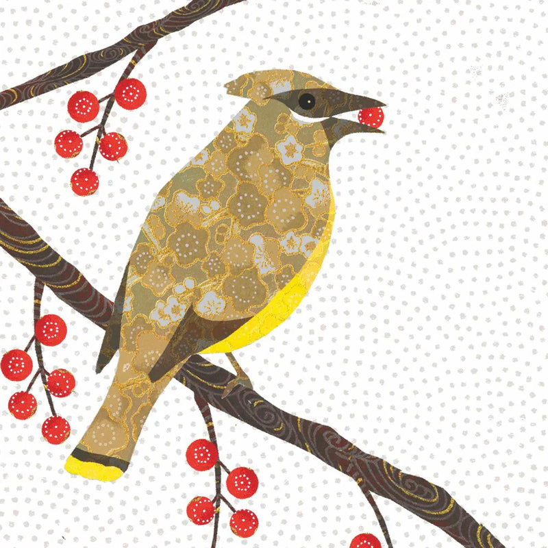 cedar waxwing perched on branch eating a berry. white background. 