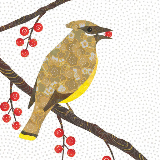 cedar waxwing perched on branch eating a berry. white background. 