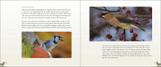 Backyard Birds sample pages