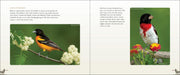 Backyard Birds sample pages