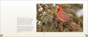 Backyard Birds sample pages