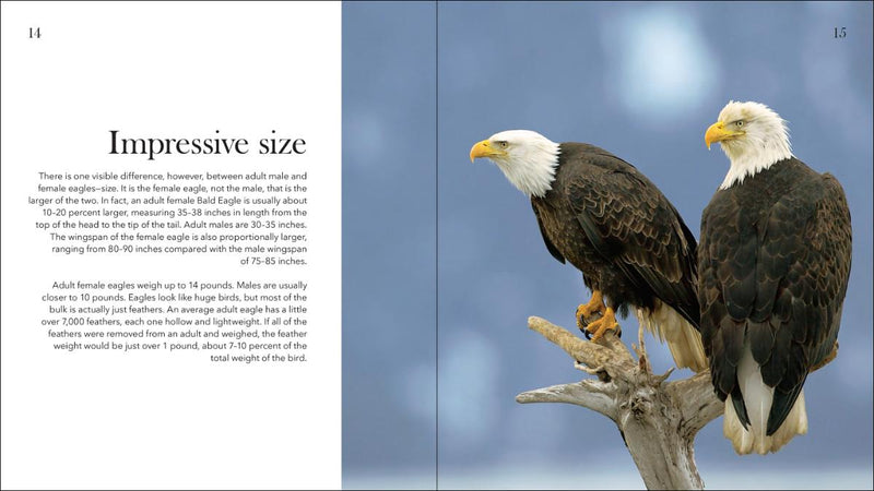 Bald Eagles: the Ulitmate Raptors by Stan Tekiela
Text about the eagle's impressive size