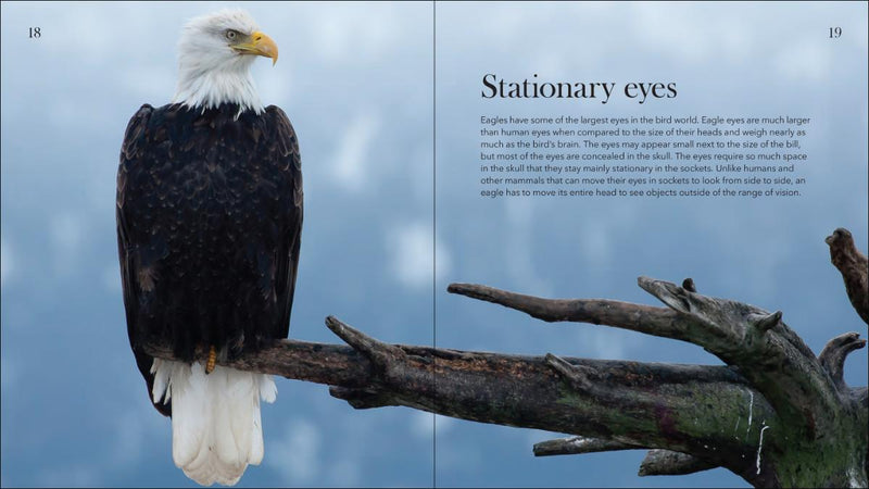 Bald Eagles: the Ulitmate Raptors by Stan Tekiela
Eagle Eyes