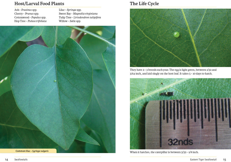 Raising Butterflies and Moths in the Garden sample page