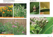 Raising Butterflies and Moths in the Garden sample page