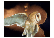 Barn Owl, 2006