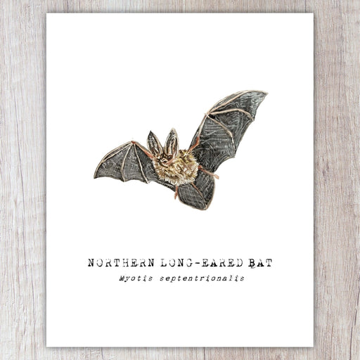 Northern Long-Eared Bat Note Card