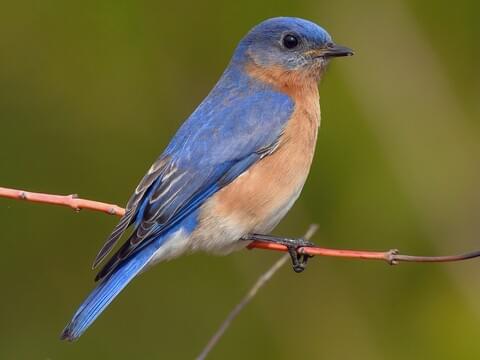 Eastern Bluebirds