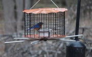 Barrier Guard Specialty Bluebird Feeder with Perch - Copper Tint