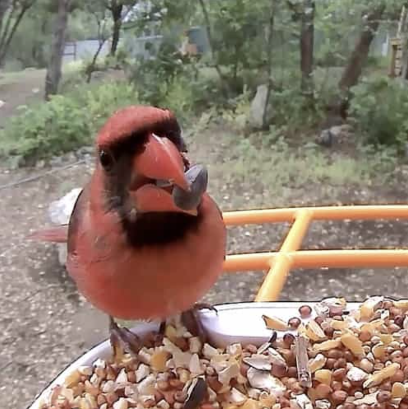 Cardinal on feeder camera