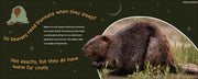 Do Beavers Need Blankets? by Stan Tekiela
sample pages