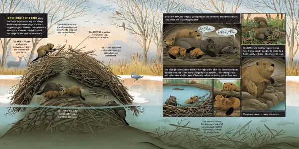 What Goes on inside a Beaver Pond
sample page