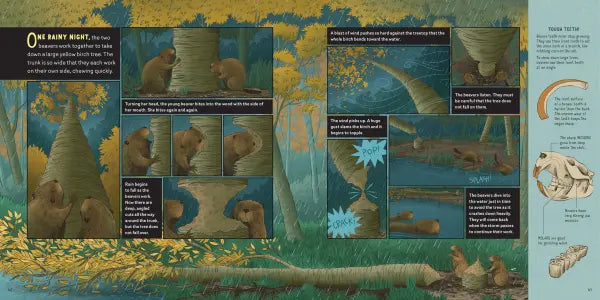 What Goes on inside a Beaver Pond
sample page