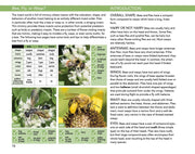 Bees: An Identification and Native Plant Forage Guide
sample page