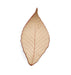 Stoneware Trinket Dish - American Beech