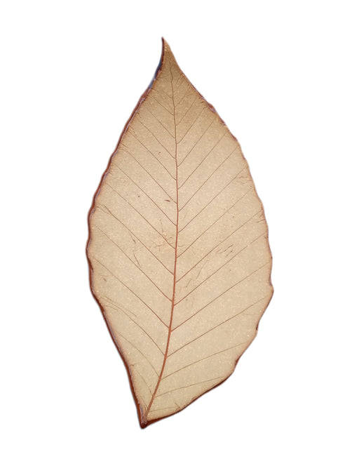 Stoneware Trinket Dish - American Beech