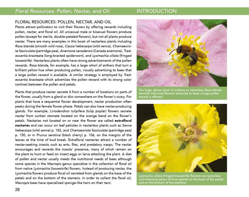 Bees: An Identification and Native Plant Forage Guide
sample page