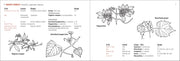 Berry Finder - sample page about the grape family
