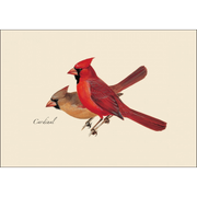 Peterson Bird Assortment Notecard Boxed Set of 8 - cardinal