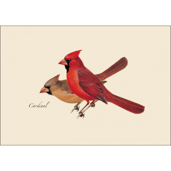 Peterson Bird Assortment Notecard Boxed Set of 8 - cardinal
