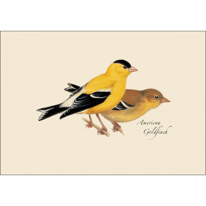 Peterson Bird Assortment Notecard Boxed Set of 8 - goldfinch