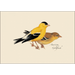 Peterson Bird Assortment Notecard Boxed Set of 8 - goldfinch