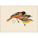 Peterson Bird Assortment Notecard Boxed Set of 8 - Baltimore Oriole