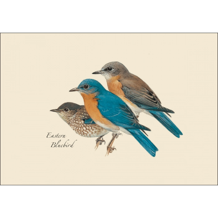 Peterson Bird Assortment Notecard Boxed Set of 8 - Easter Bluebird