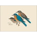 Peterson Bird Assortment Notecard Boxed Set of 8 - Easter Bluebird