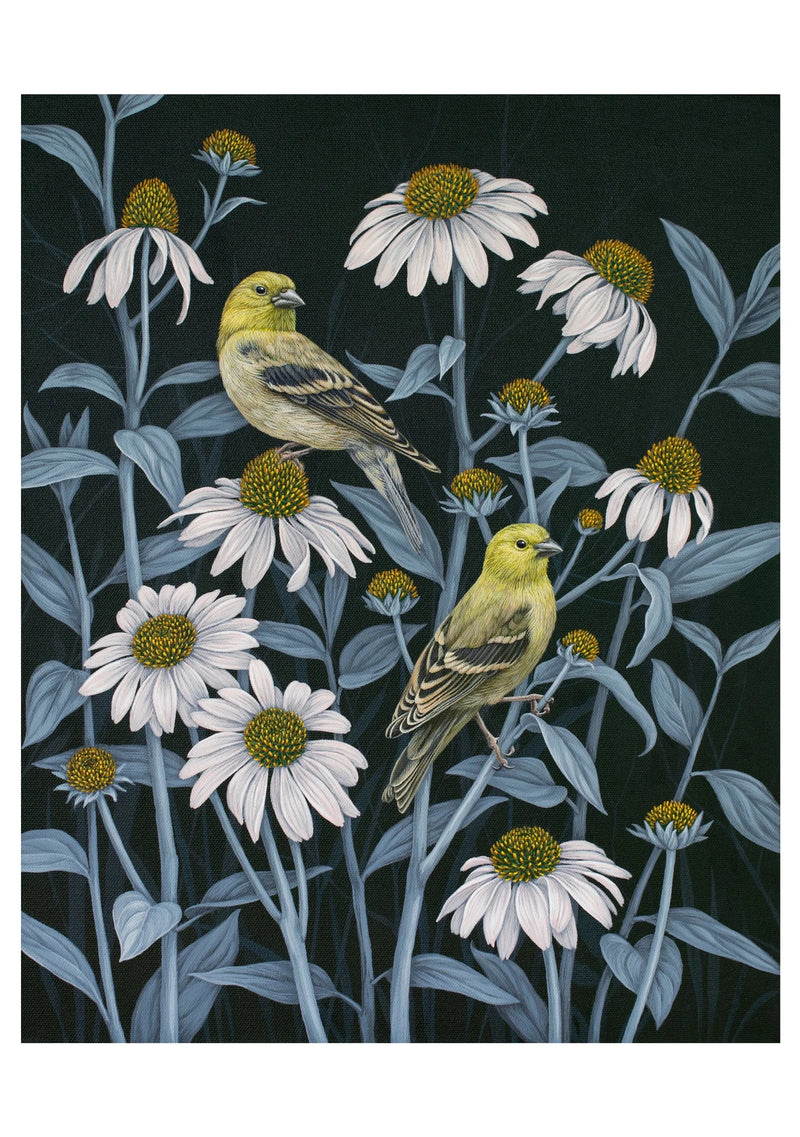 Birds of a Feather Boxed Notecard Assortment - Vasilisa Romanenko
Finches and Coneflowers, 2022
