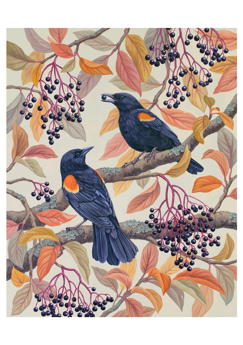 Birds of a Feather Boxed Notecard Assortment - Vasilisa Romanenko
Red-winged Blackbirds, 2023