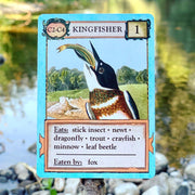 Ecologies: Bizarre Biomes
kingfisher card