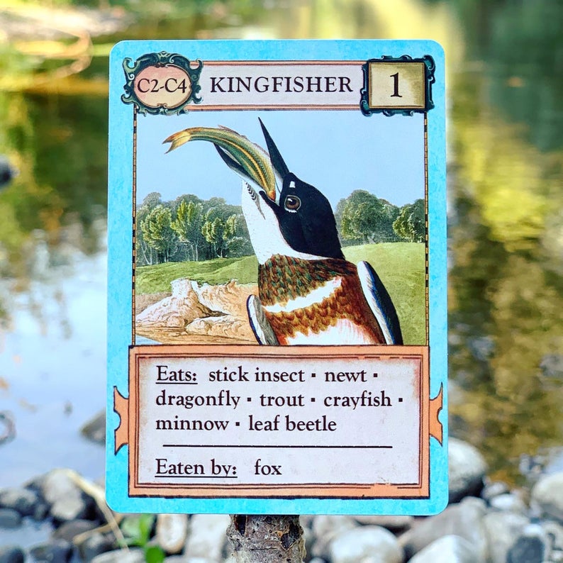 Ecologies: Bizarre Biomes
kingfisher card