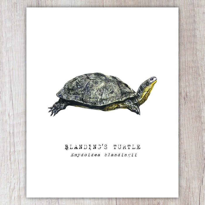 Blanding's Turtle Note Card