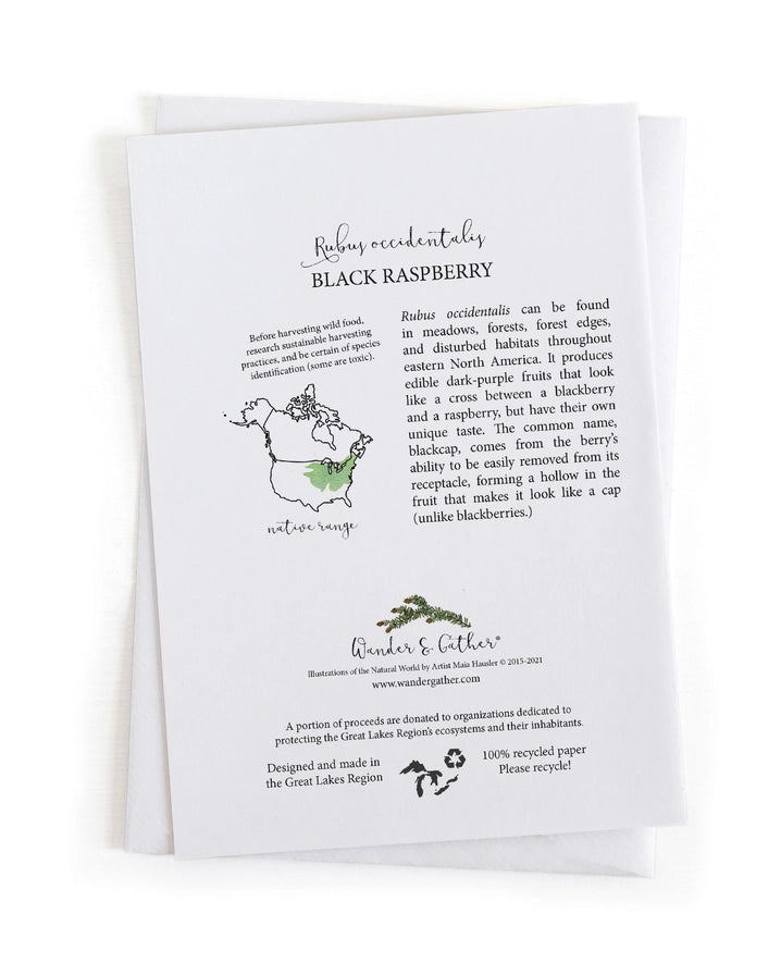 Educational back of card about Rubus occidentalis (Black Raspberry) with text and graphics on a white background
